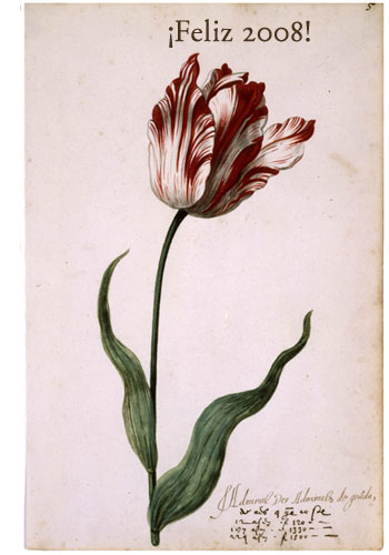 tulip3.jpg